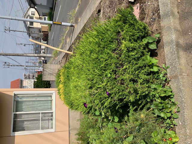 八戸　枝切り　剪定