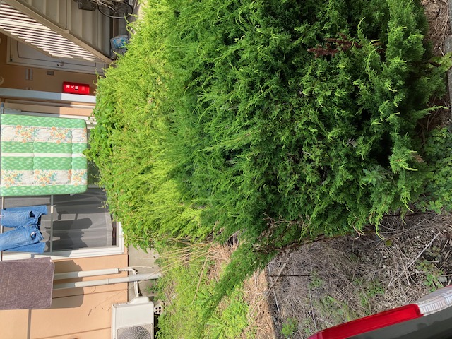 八戸　枝切り　剪定